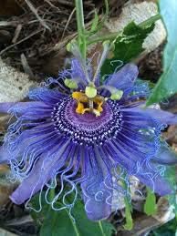 Mixed Color Passion Flower Seeds For Planting - Add Exotic Beauty To Your Collection