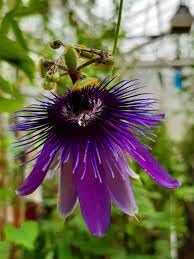 Passiflora Flower seeds for Planting Hardy Variety Heirloom & GMO Free Seeds for Home Garden 
 
 Sale for planting in home garden