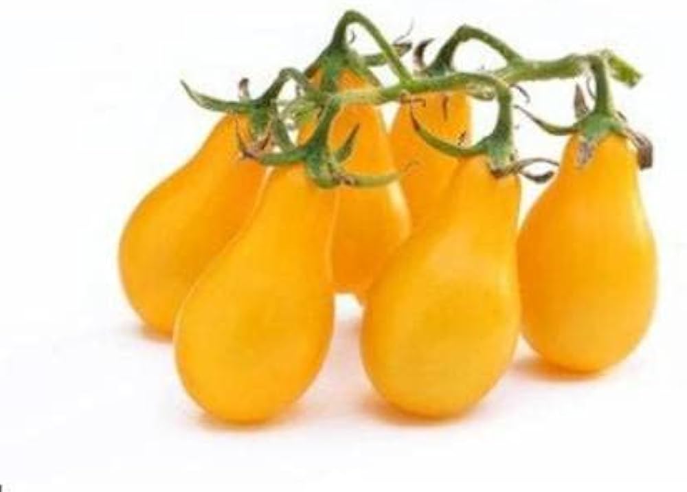 Yellow Pear Tomato Seeds Solanum lycopersicum for Planting in Urban Garden and Raised Beds