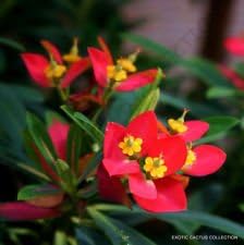 Red Euphorbia Flower seeds for Planting - Cottage Garden Essential, Heirloom & GMO Free Seeds for Home Garden
 
 Sale for planting in home garden.