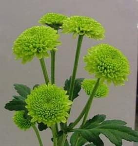 Green Chrysanthemum Flower seeds for Planting - Drought Tolerant, Heirloom & GMO Free Seeds for Home Garden
 
 Sale for planting in home garden.