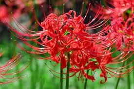 Lycoris Flower seeds for Planting - Compact Growth, Heirloom & GMO Free Seeds for Home Garden
 
 Sale for planting in home garden.