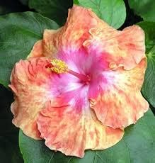 Hibiscus Flower seeds for Planting Wildflower Mix Heirloom & GMO Free Seeds for Home Garden 
 
 Sale seeds for home garden planting