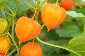 Tart Ground Cherry Seeds For Planting | Sweet & Tangy Berries