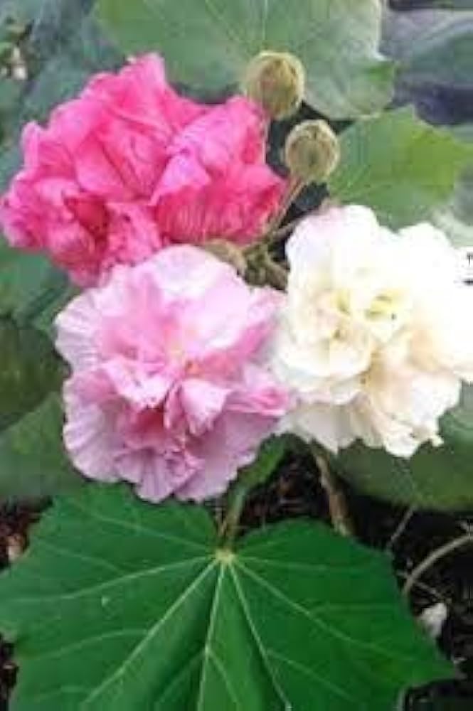 Hibiscus Hibiscus mutabilis for planting in potted garden