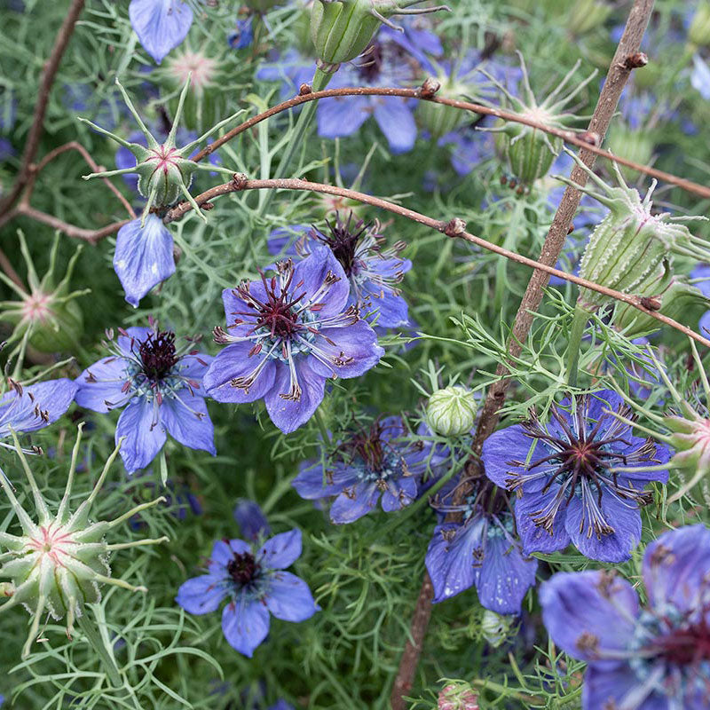 Nigella Love in the Mist Midnight Blue seeds for blue flowers