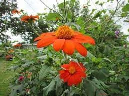 Heirloom Mexican Flower seeds for Planting Cut Flower Favorite Heirloom & GMO Free Seeds for Home Garden 
 
 Sale for planting in home garden