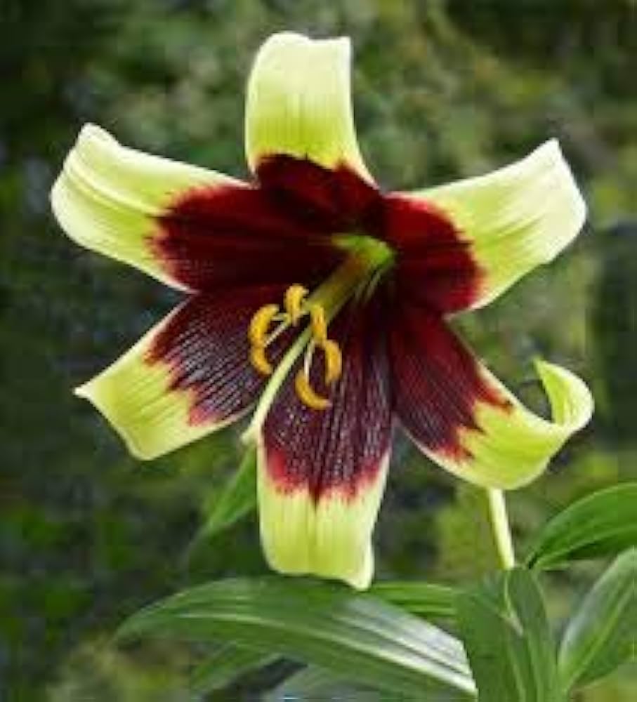 Nepal Lily Lilium nepalense for planting in wildflower garden