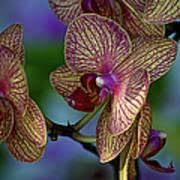 Orchid Cymbidium Flower seeds for Planting - Long Bloom Season, Heirloom & GMO Free Seeds for Home Garden
 
 Sale seeds for planting in home garden