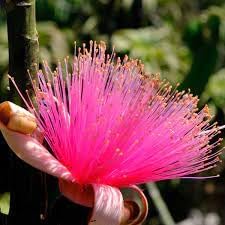 Ellipticum Flower seeds for Planting Sun Loving Heirloom & GMO Free Seeds for Home Garden 
 
 Sale for planting in home garden