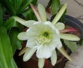 White Violet Petunia Flower Seeds for Planting Heirloom NONGMO Easy to Grow Garden Blooms Premium Quality 
 
 Sale for planting in home garden