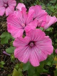 Heirloom Lavatera Flower seeds for Planting Pollinator Friendly Heirloom & GMO Free Seeds for Home Garden 
 
 Sale for planting in home garden