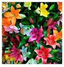 Lluvia Flower seeds for Planting - Cut Flower Favorite, Heirloom & GMO Free Seeds for Home Garden
 
 Sale for planting in home garden.
