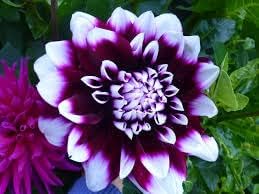Purple Beard Dahlia Flower seeds for Planting - Low Maintenance, Heirloom & GMO Free Seeds for Home Garden
 
 Sale seeds for home garden