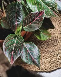 Aglaonema Planting Seeds For Ornamental Foliage