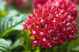 Heirloom Pentas Lanceolata Flower seeds for Planting Long Bloom Season Heirloom & GMO Free Seeds for Home Garden 
 
 Sale for planting in home garden