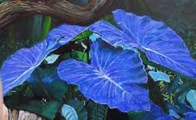 Bicolor Flower seeds for Planting - Drought Tolerant, Heirloom & GMO Free Seeds for Home Garden
 
 Sale seeds for home garden