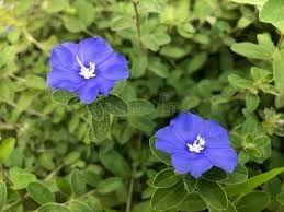 Clematis Climbing Flower seeds for Planting Vibrant Colors Heirloom & GMO Free Seeds for Home Garden 
 
 Sale for planting in home garden