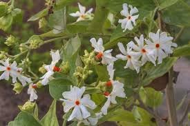 Jasmine Flower seeds for Planting - Low Maintenance, Heirloom & GMO Free Seeds for Home Garden
 
 Sale seeds for home garden