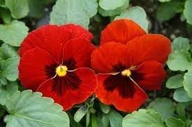 Viola Red Blue Flower seeds for Planting - Premium Quality, Heirloom & GMO Free Seeds for Home Garden
 
 Sale seeds for home garden