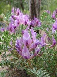 Astragalus Crassicarpus Flower seeds for Planting Bright Blooms Heirloom & GMO Free Seeds for Home Garden 
 
 Sale for planting in home garden