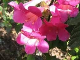 Pink Climbing Foxglove Flower seeds for Planting - Easy to Grow, Heirloom & GMO Free Seeds for Home Garden
 
 Sale seeds for home garden