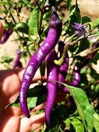 Buena Mulata Hot Pepper Seeds For Spicy Heat - Perfect Planting Vegetable Seeds