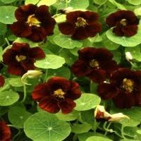 Black Nasturtium Flower seeds for Planting Cut Flower Favorite Heirloom & GMO Free Seeds for Home Garden 
 
 Sale for planting in home garden