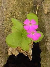 Moranensis Flower seeds for Planting Seasonal Bloomer Heirloom & GMO Free Seeds for Home Garden 
 
 Sale for planting in home garden