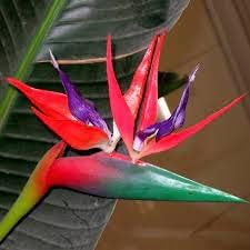 Violet Red Strelitzia Seeds For Planting - Exotic Flower