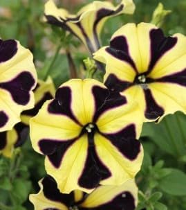 Black Yellow Petunia Flower seeds for Planting Perfect for Borders Heirloom & GMO Free Seeds for Home Garden 
 
 Sale for planting in home garden