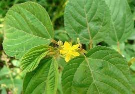 Corchorus Flower seeds for Planting - Seasonal Bloomer, Heirloom & GMO Free Seeds for Home Garden
 
 Sale seeds for planting in home garden