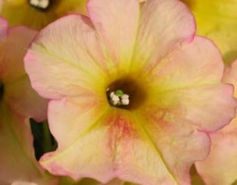 Light Pink Petunia Flower seeds for Planting Vibrant Colors Heirloom & GMO Free Seeds for Home Garden 
 
 Sale for planting in home garden