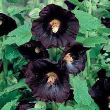 Hollyhock Flower seeds for Planting Bright Blooms Heirloom & GMO Free Seeds for Home Garden 
 
 Sale for planting in home garden