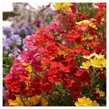 Heirloom Nemesia Carnival Mix Flower seeds for Planting Bright Blooms Heirloom & GMO Free Seeds for Home Garden 
 
 Sale for planting in home garden