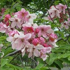 Javanica Flower seeds for Planting - Fragrant Blossoms, Heirloom & GMO Free Seeds for Home Garden
 
 Sale seeds for home garden