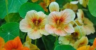 Yellow Peach Nasturtium Planting Seeds Flower