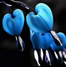 Light Blue Pink Aquilegia Flower Seeds for Planting Compact Growth Heirloom & GMO Free Seeds for Home Garden
 
 Sale for planting in home garden