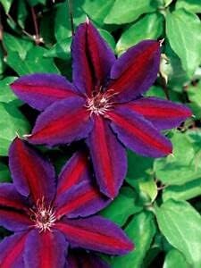 Clematis Red Purple Flower seeds for Planting - Cottage Garden Essential, Heirloom & GMO Free Seeds for Home Garden
 
 Sale seeds for planting in home garden