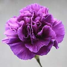 Carnation Flower seeds for Planting Garden Favorite Heirloom & GMO Free Seeds for Home Garden 
 
 Sale for planting in home garden