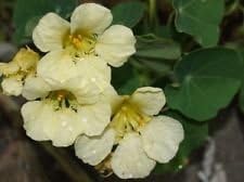 Light Yellow Nasturtium Flower seeds for Planting - Seasonal Bloomer, Heirloom & GMO Free Seeds for Home Garden
 
 Sale seeds for home garden