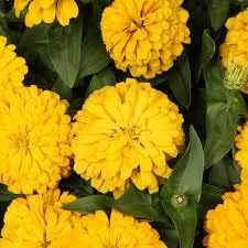 Yellow Zinnia Flower Seeds For Vibrant Planting