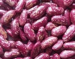 Planting Dominican Red Speckled Kidney Beans Seeds Vegetable Seeds