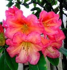 Rhododendron Flower seeds for Planting Long Bloom Season Heirloom & GMO Free Seeds for Home Garden 
 
 Sale for planting in home garden