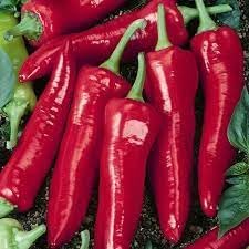 Jim Legacy Pepper Seeds For Planting - Rich Flavor Variety Vegetable Seeds