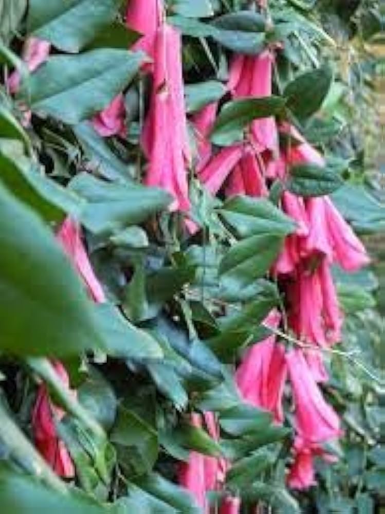 Chilean Bellflower Seeds (Lapageria Rosea) for unique garden flowers