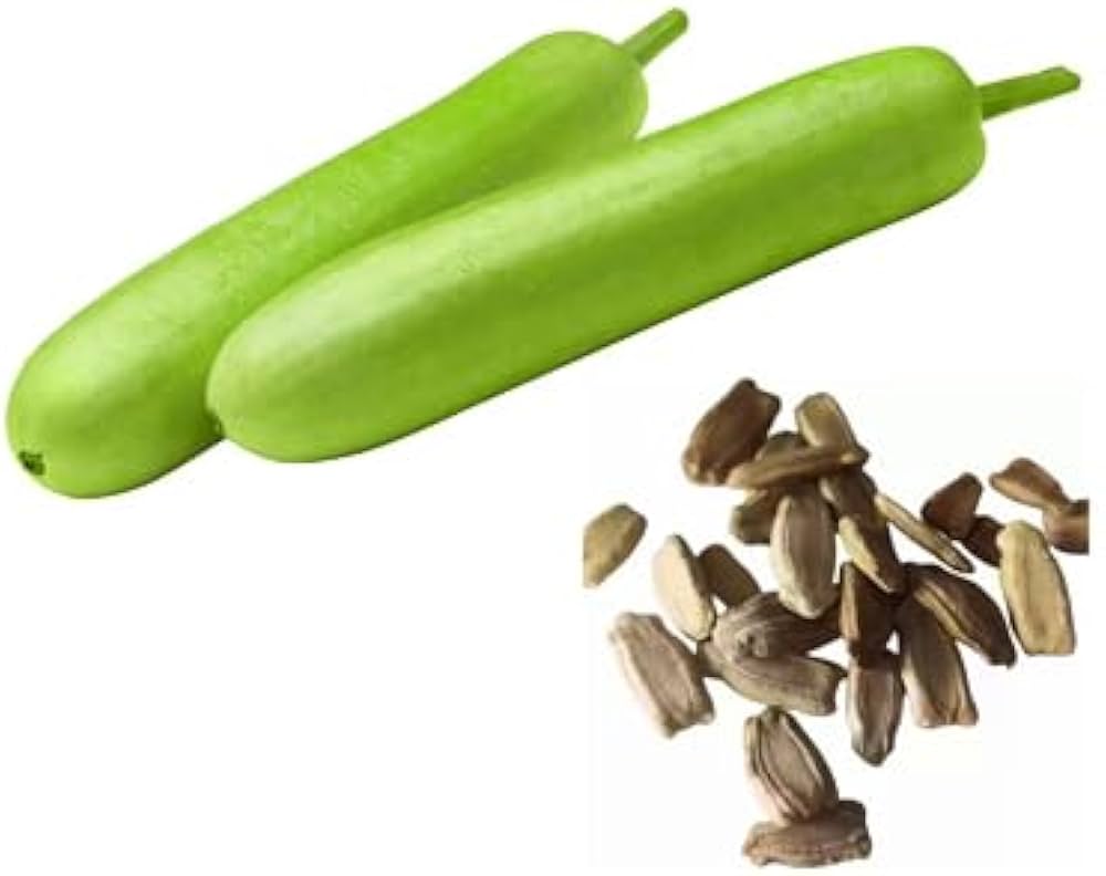 Bottle Gourd Lagenaria siceraria for planting in vegetable patch