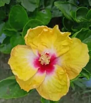 Light Orange Phalaenopsis Orchid Flower Seeds for Planting Premium Quality Heirloom & GMO Free Seeds for Home Garden
 
 Sale for planting in home garden