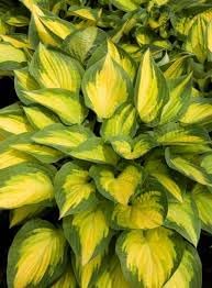 Hosta Lily Flower seeds for Planting - Cottage Garden Essential, Heirloom & GMO Free Seeds for Home Garden
 
 Sale seeds for home garden