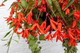 Boliviensis Flower seeds for Planting - Vibrant Colors, Heirloom & GMO Free Seeds for Home Garden
 
 Sale seeds for home garden